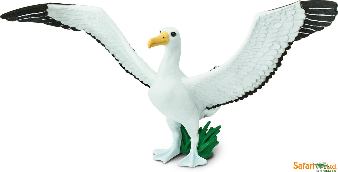 Bird: Giant Albatross