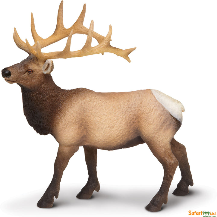 North American: Elk Bull