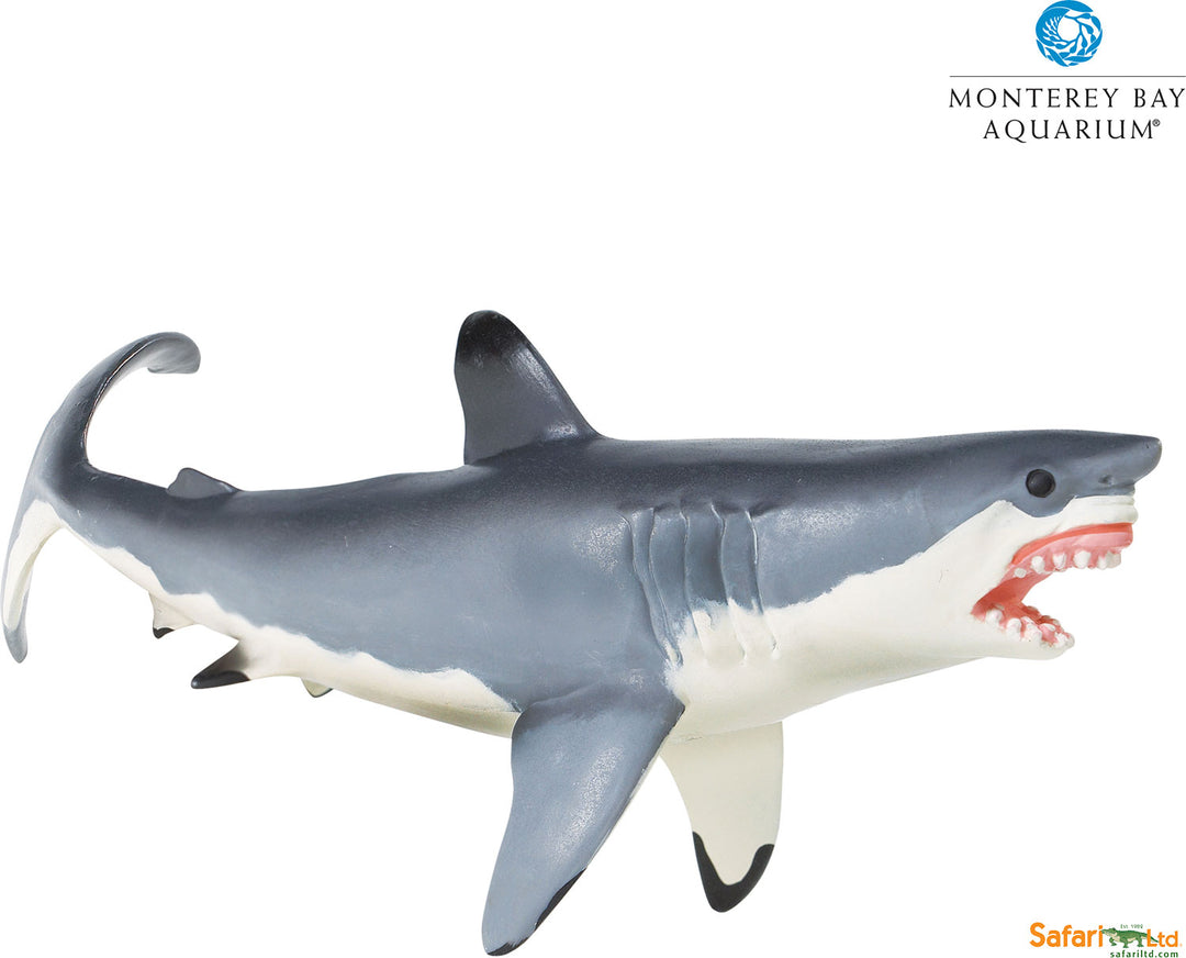 Sealife Great White Shark