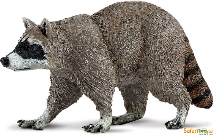 North American Wildlife Raccoon