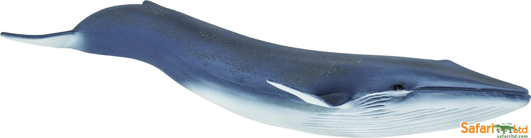 Sealife Blue Whale
