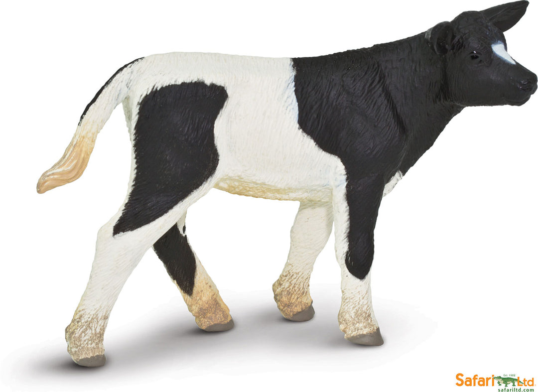 Farm Holstein Calf