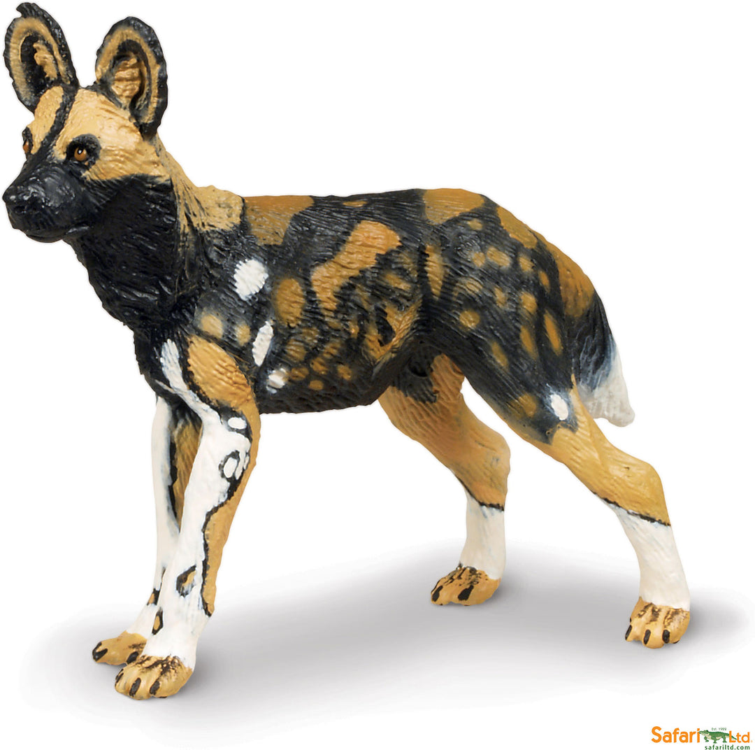 Safari Wild African Wild Dog