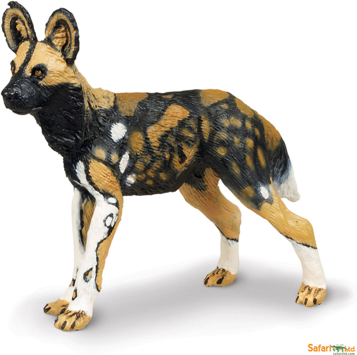 Safari Wild African Wild Dog