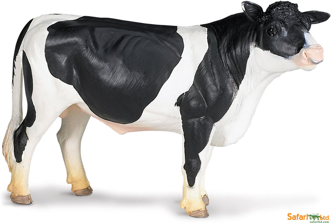 Farm Holstein Bull