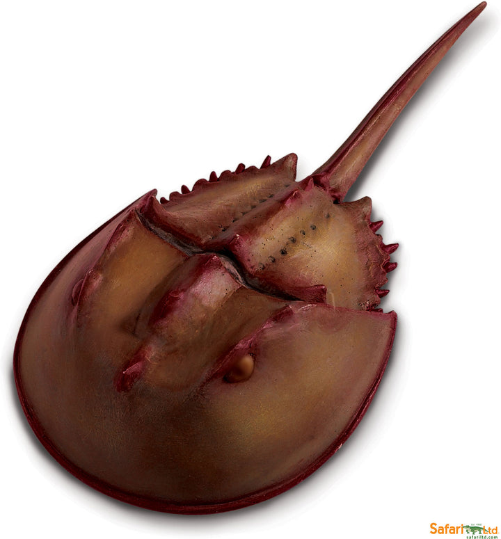 Incredible Creature Horseshoe Crab