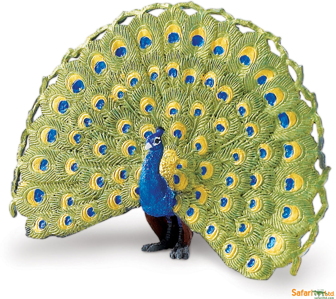 Bird Peacock