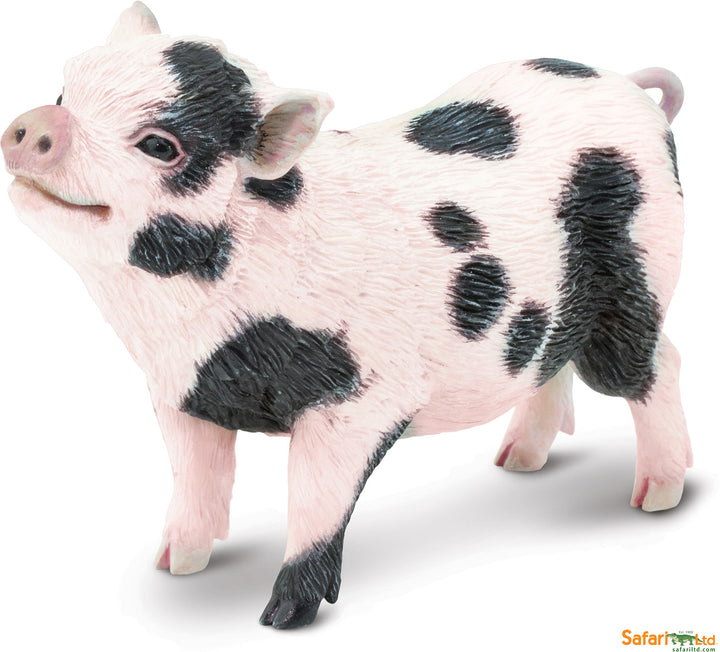 Pot-bellied Pig