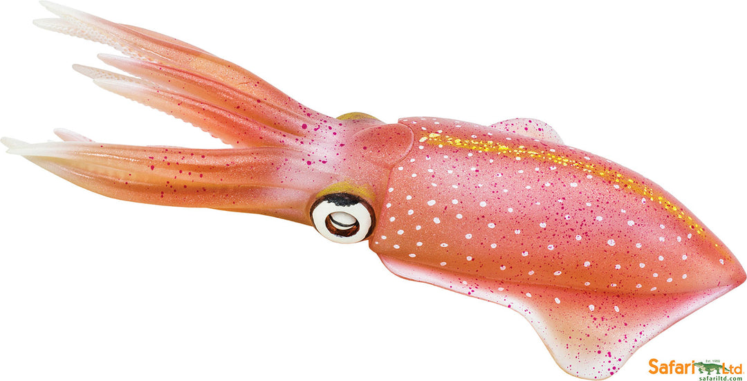 Reef Squid
