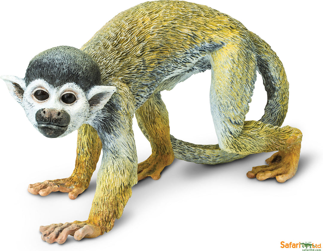 Squirrel Monkey