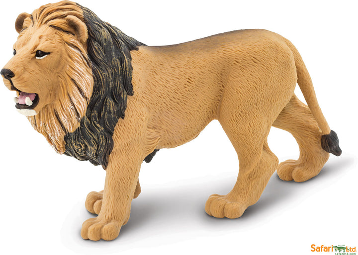 Safari Wild Angolan Lion