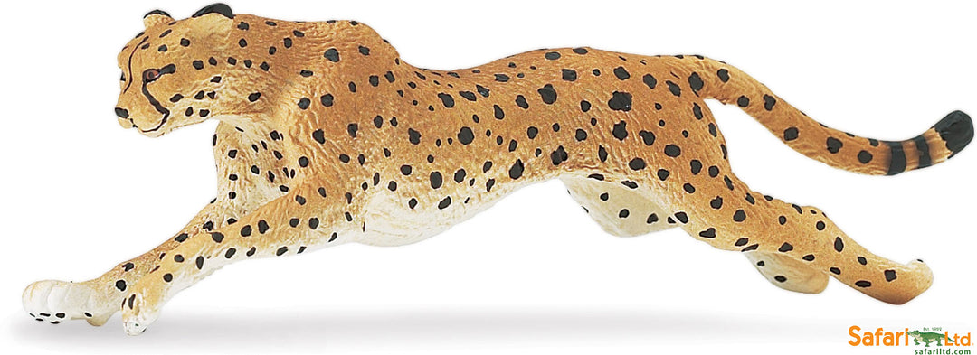Safari Wild Cheetah Running
