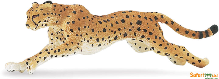 Safari Wild Cheetah Running