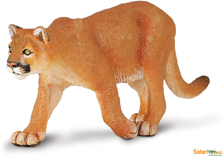North American Wildlife Mountain Lion