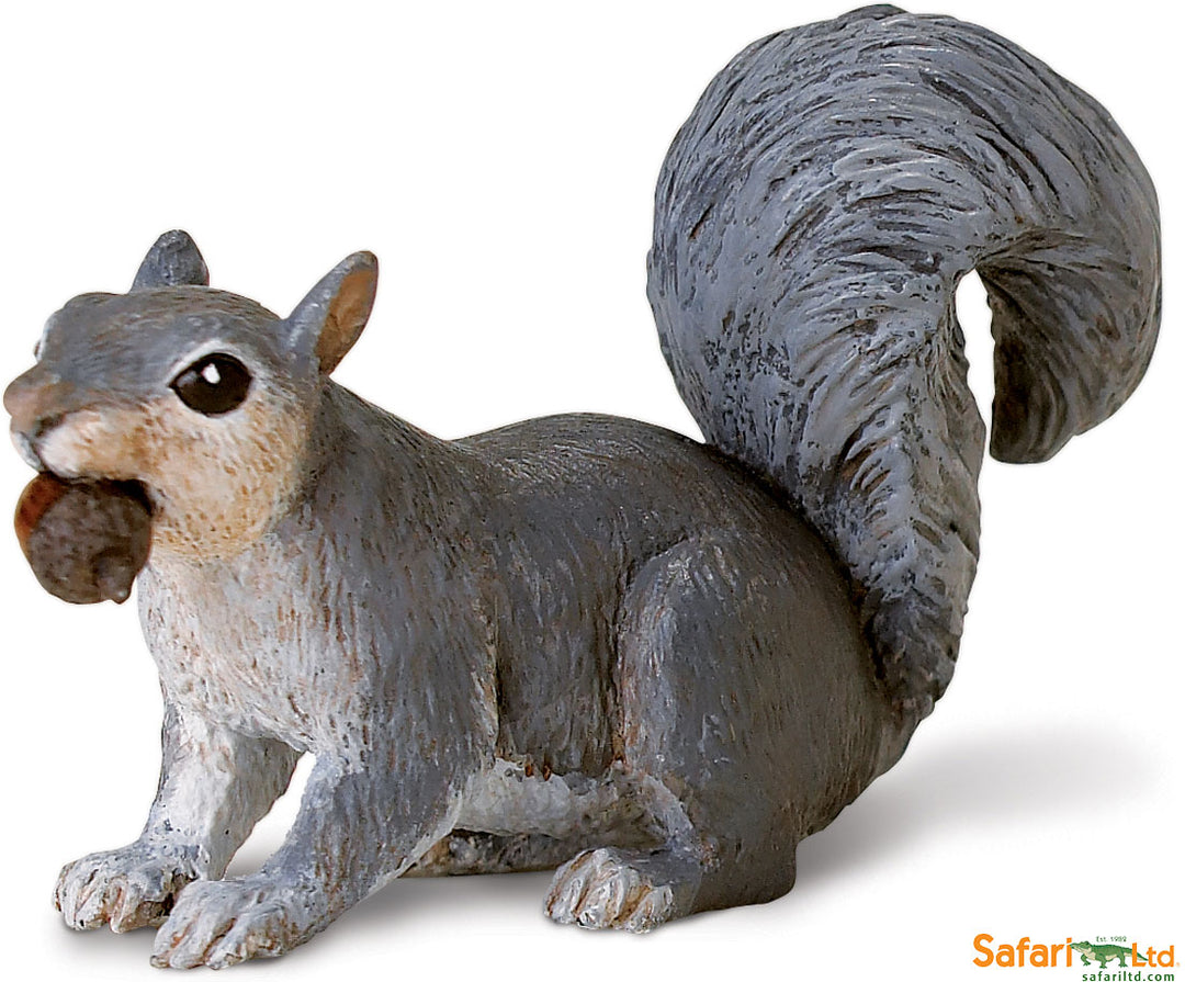 North American Wildlife Grey Squirrel with Acorn