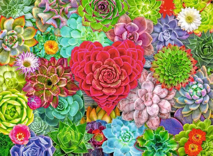 Succulent Love 500