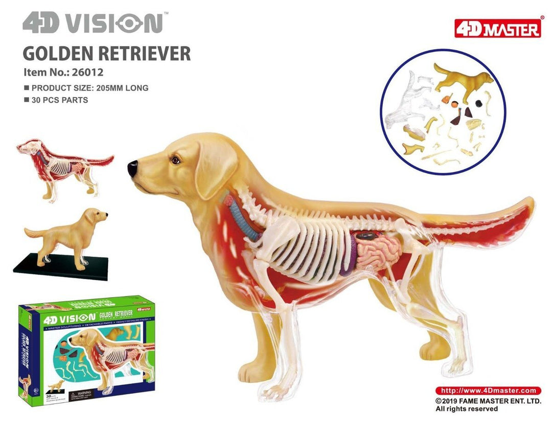 Golden Retriever Anatomy 4D