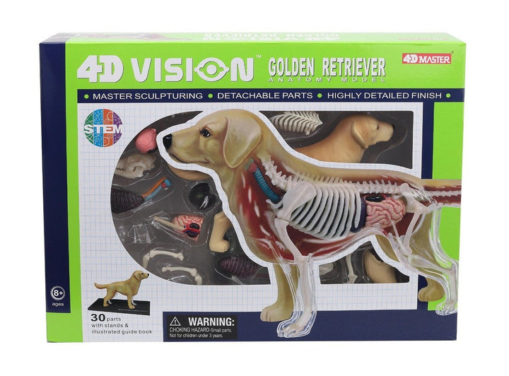 Golden Retriever Anatomy 4D