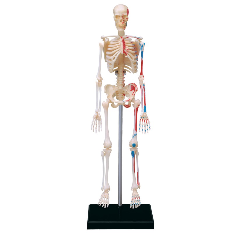 Visible 4D Human Skeleton Kit
