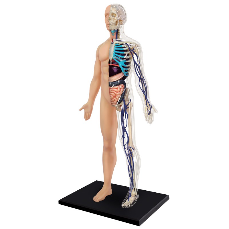 Visible 4D Human Anatomy Model