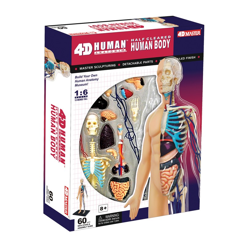 Visible 4D Human Anatomy Model