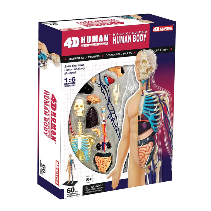 Visible 4D Human Anatomy Model