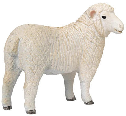 Romney Sheep Ewe