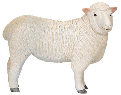 Romney Sheep Ewe
