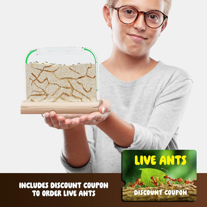 Ant Farm