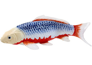 Koi Carp - Asagi Koi (Blue Red)