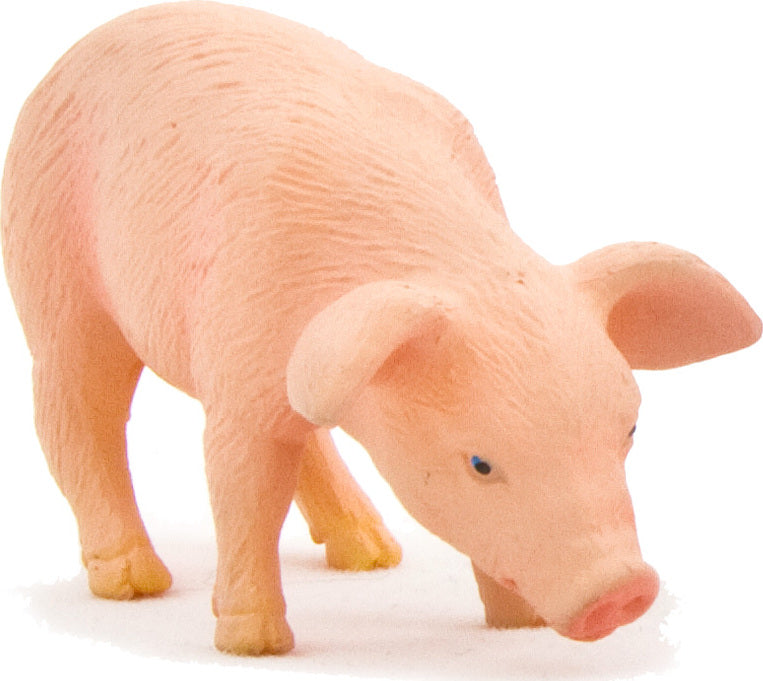 Piglet Feeding