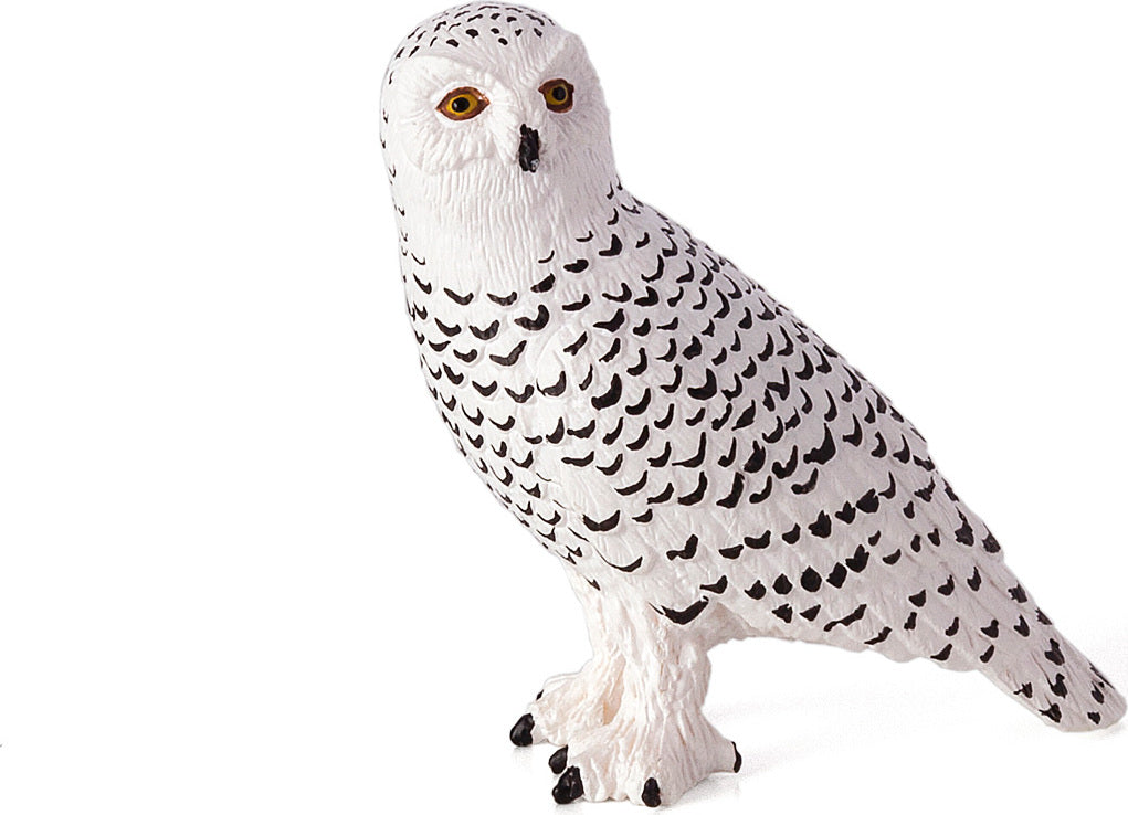 Snowy Owl