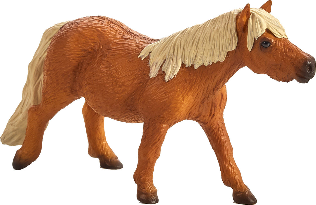 Shetland Pony