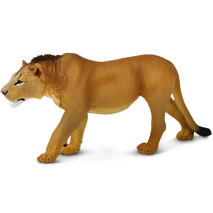 Wild Safari Adolescent Male Lion