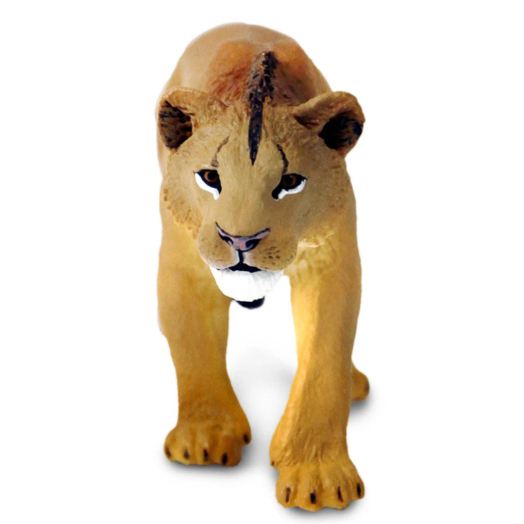 Wild Safari Adolescent Male Lion