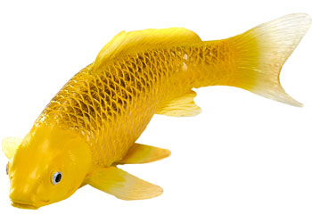 Koi Carp - Kin Matsuba (Gold)