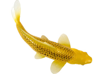 Koi Carp - Kin Matsuba (Gold)