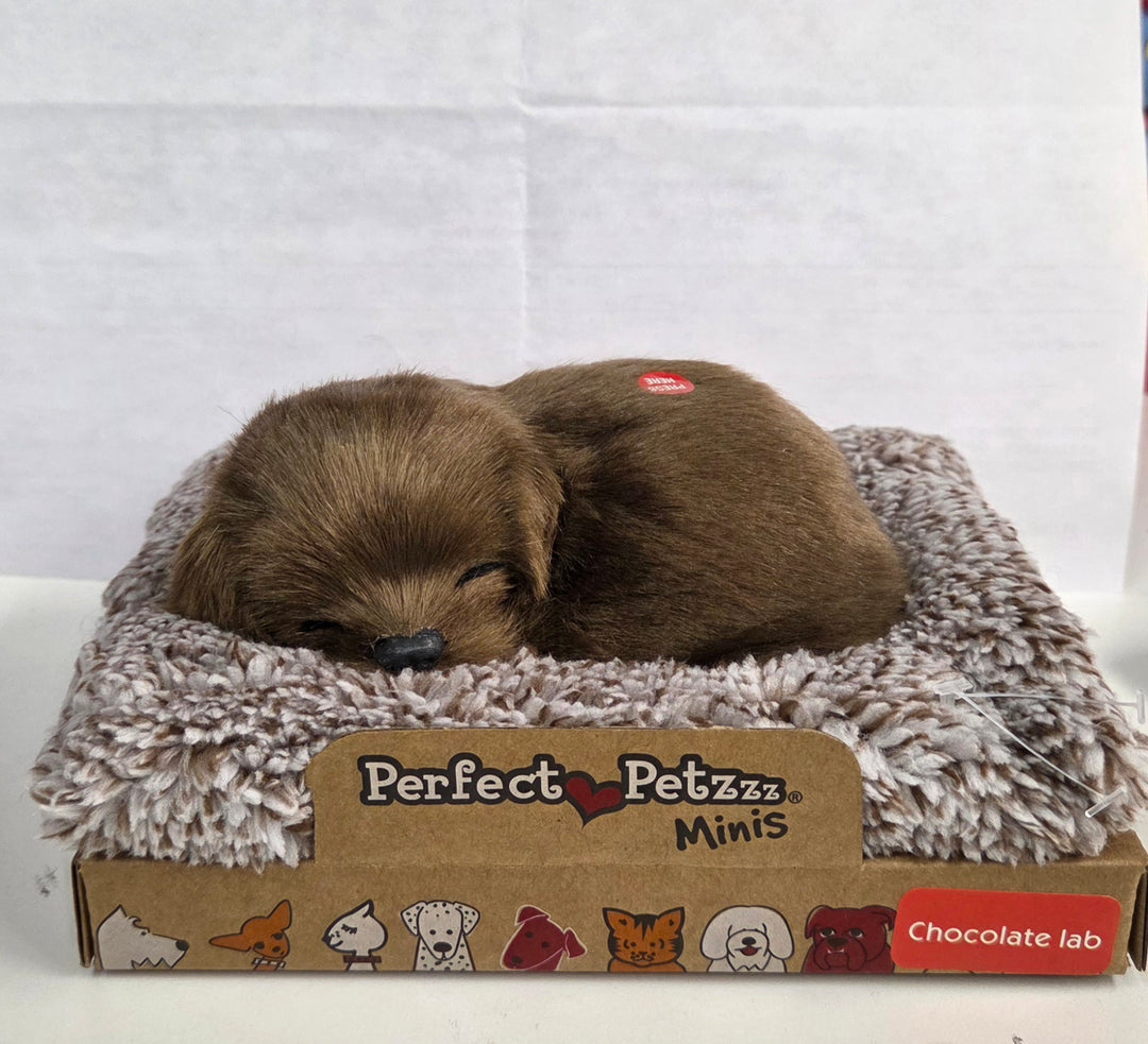 Mini Perfect Pet Chocolate Lab