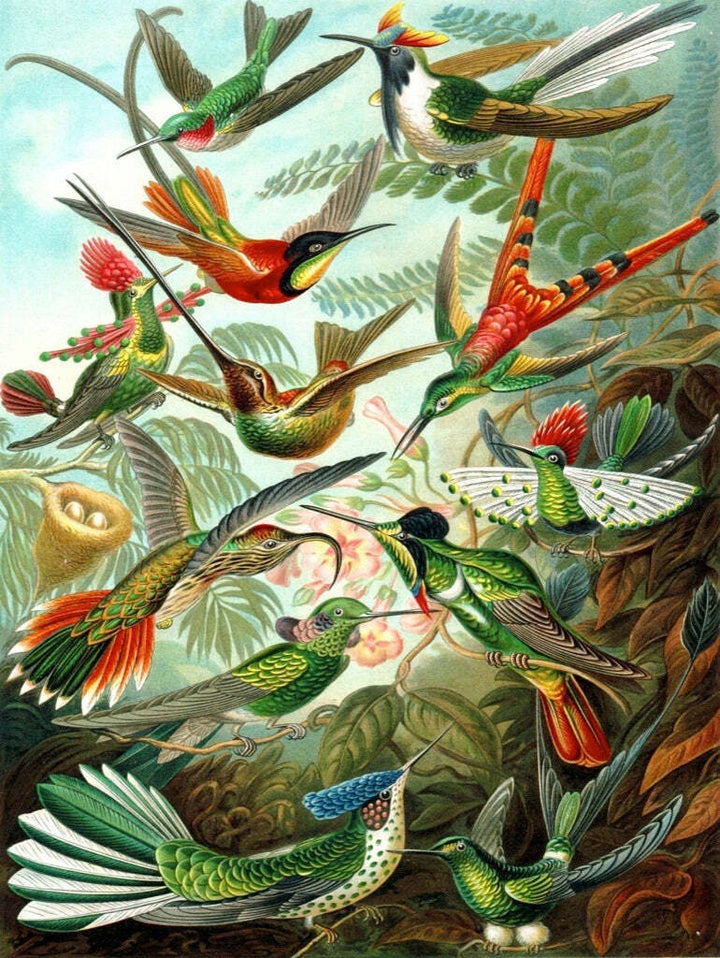 Hummingbirds Puzzle (1000 Pc)