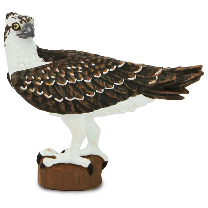 Bird Osprey