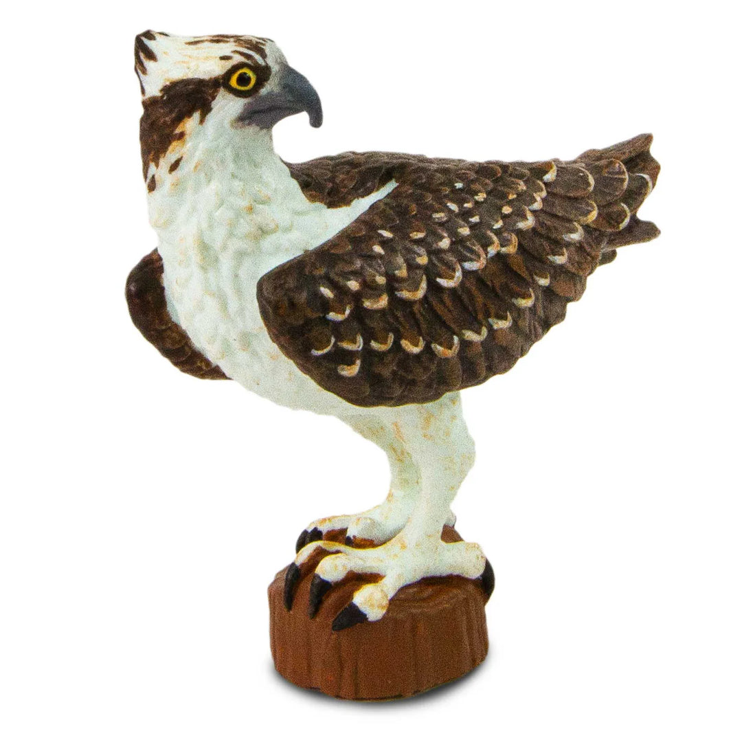 Bird Osprey