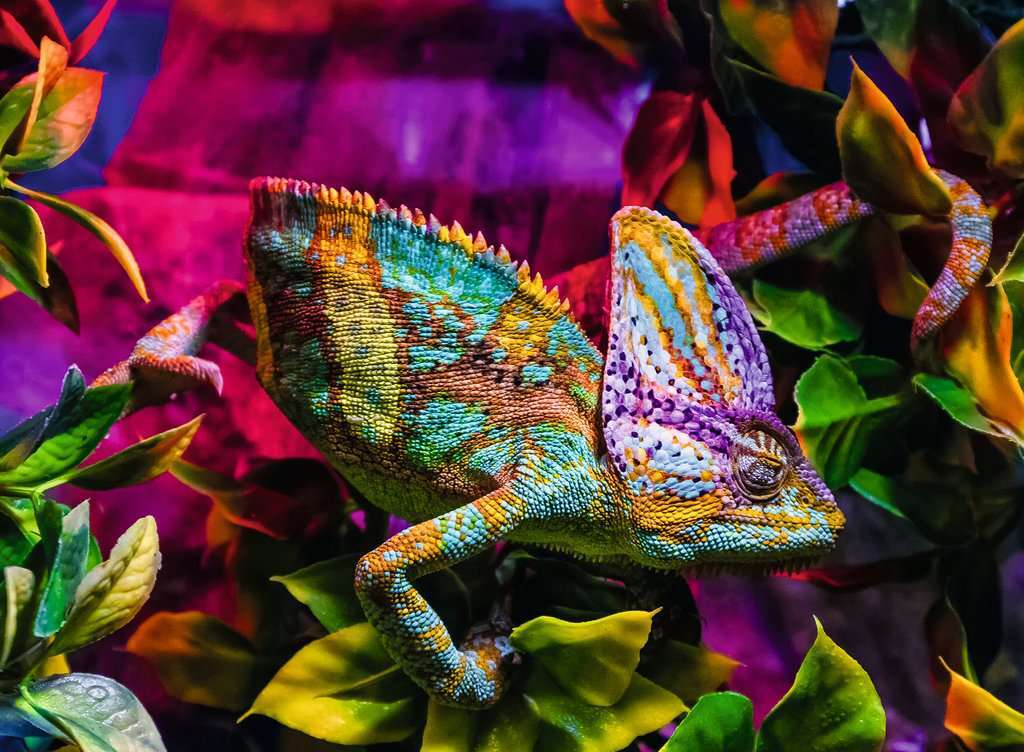 Chameleon Puzzle (500 pc)