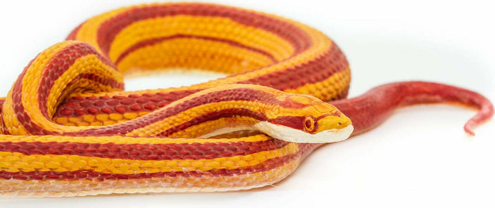 Corn Snake Toy