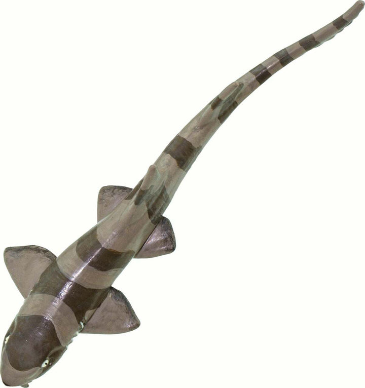 Bamboo Shark Toy