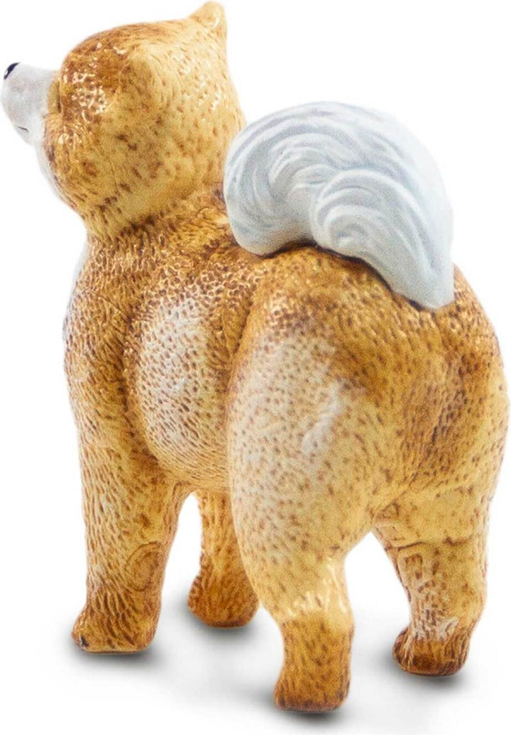 Pomeranian