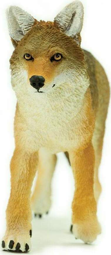 Coyote 雑誌 17冊セット Wildlife Wonders North American Coyote – Stevenson's Toys