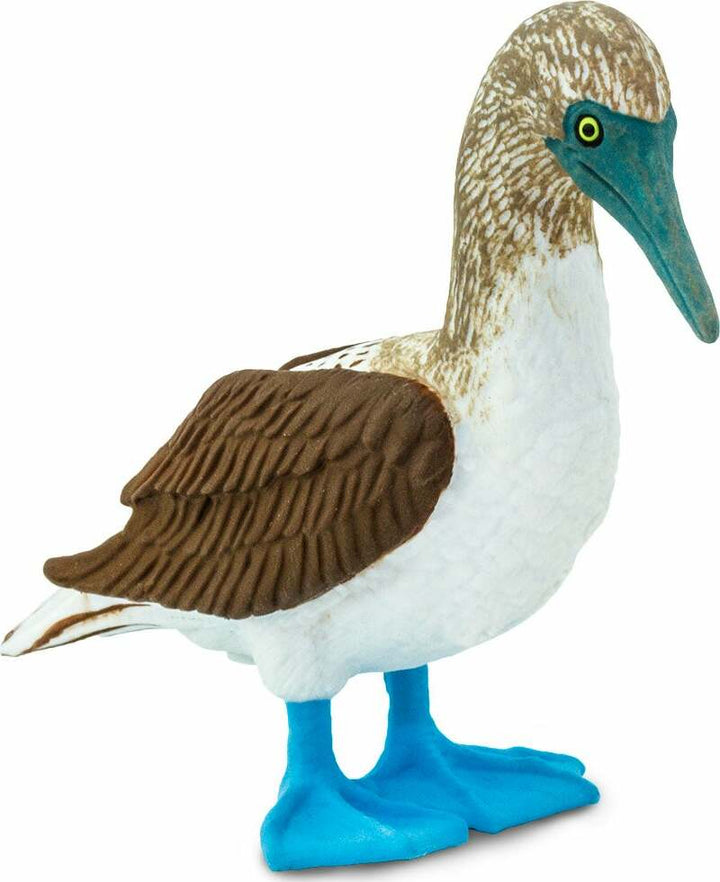 Blue Footed Booby