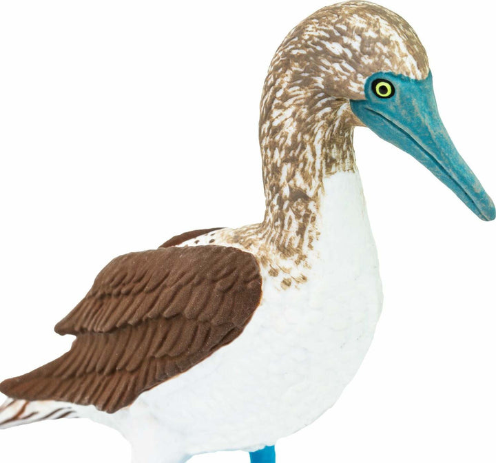 Blue Footed Booby