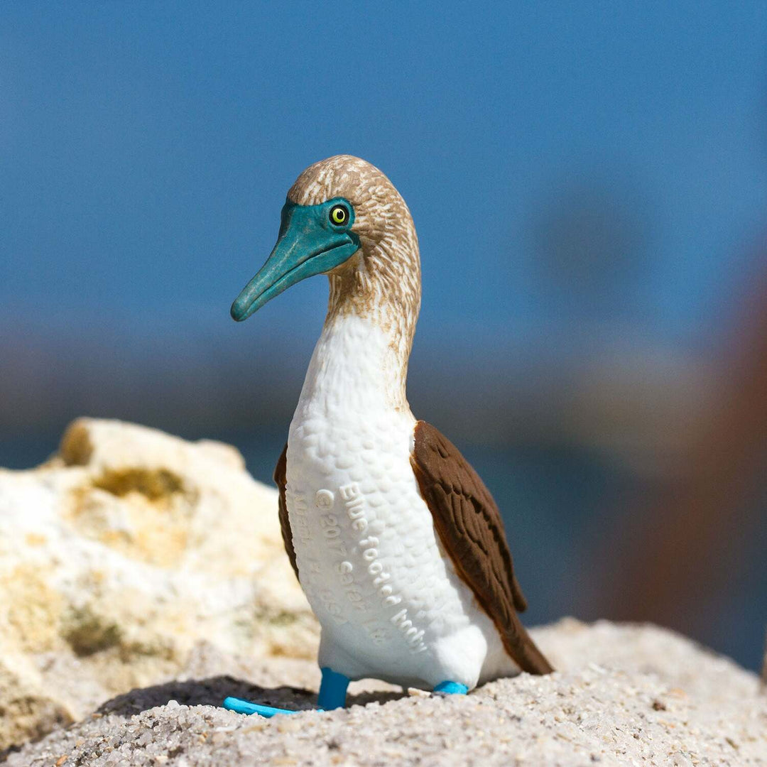 Blue Footed Booby