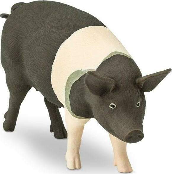 Hampshire Pig Toy